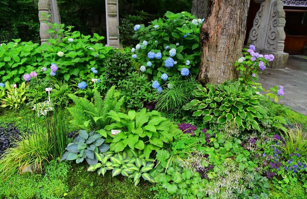 杭州万松书院推出耐阴植物展