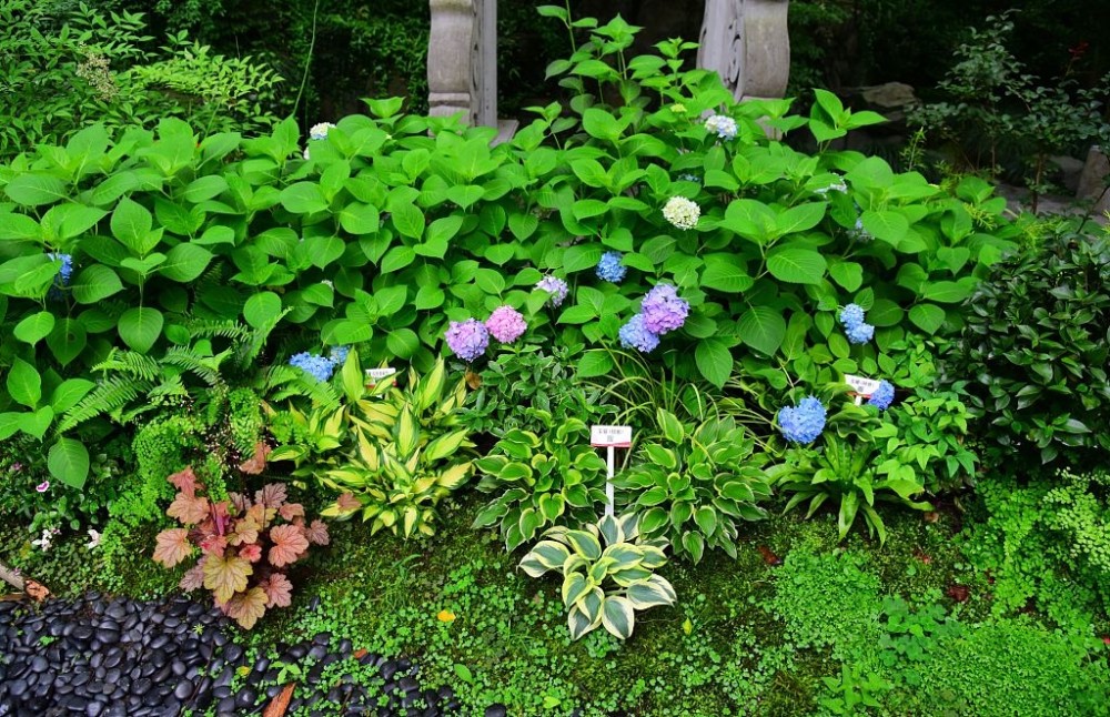 杭州万松书院推出耐阴植物展