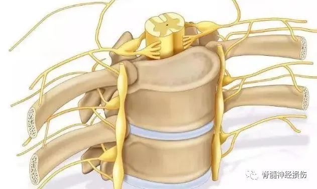 知道什么是脊髓马尾受累后,你决不会后悔