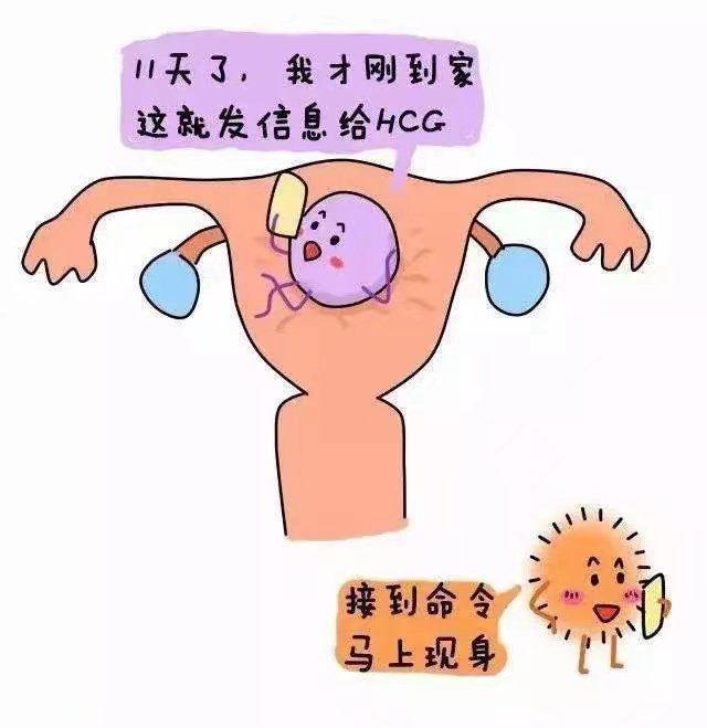 孕酮,hcg到底是个啥?又有什么关系?