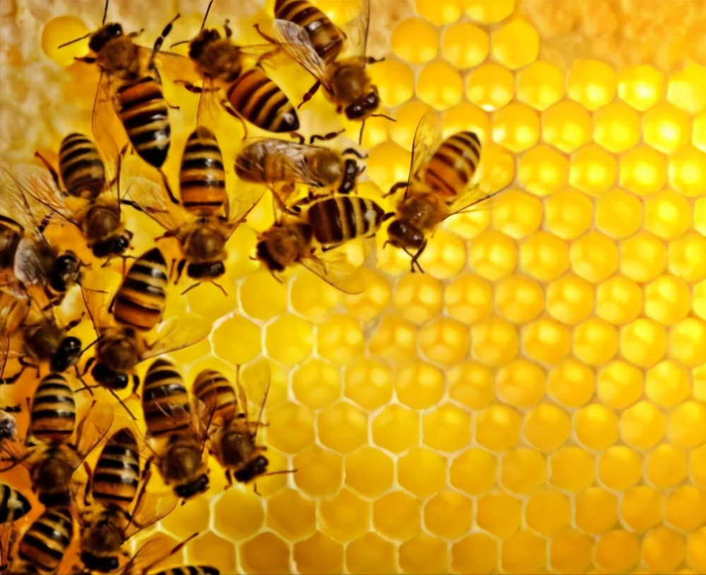 21世纪最大谜题,蜂巢工蜂消失之谜