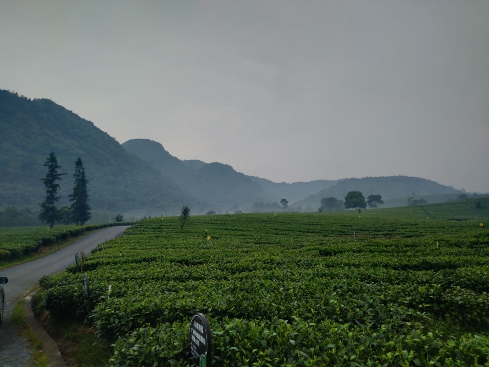 我和英德红茶的结缘