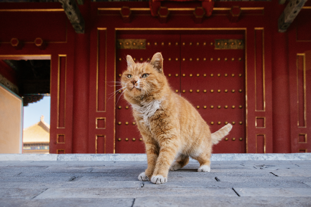 故宫赏猫图鉴