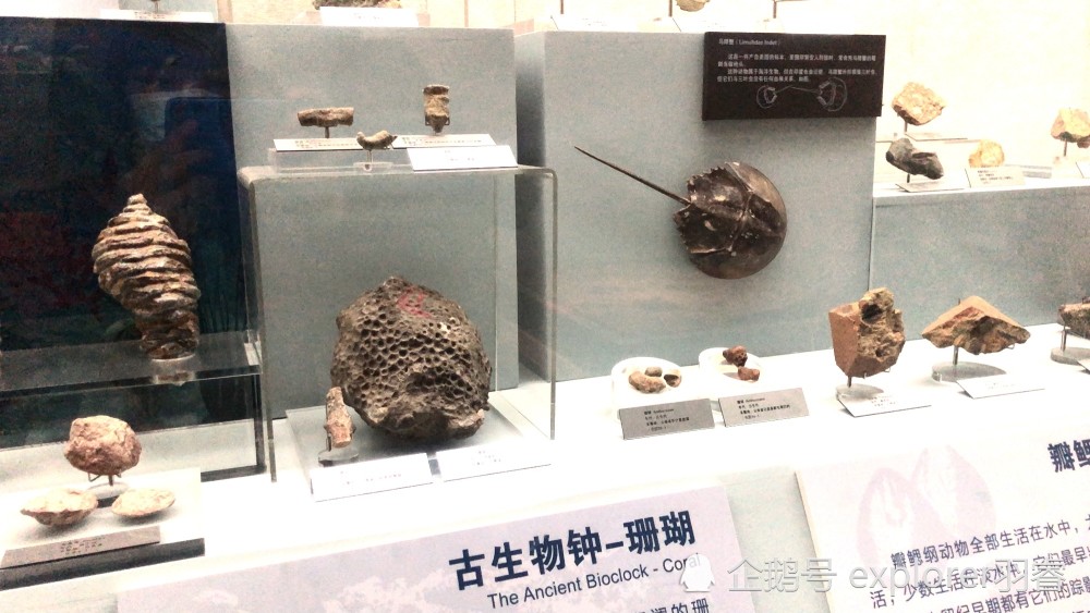 1984年7月1日,古生物学家侯先光在云南澄江县帽天山进行考古发掘时