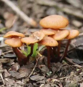 全国首个蘑菇中毒风险地图发布!衡阳这个地方高风险