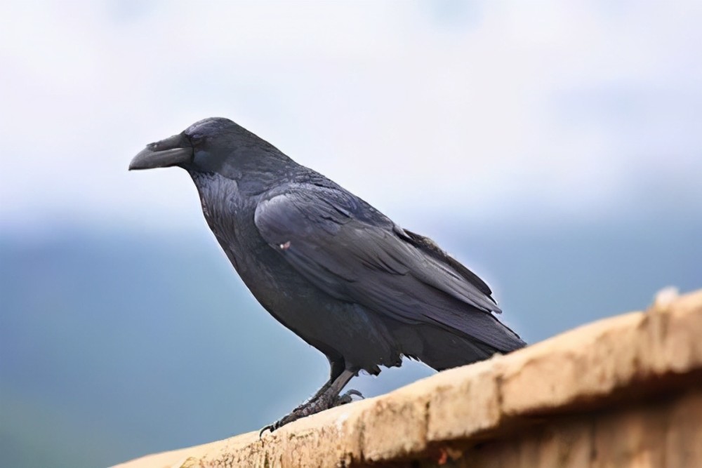世界上最聪明的十种鸟:鸦科动物最聪明 喜鹊上榜