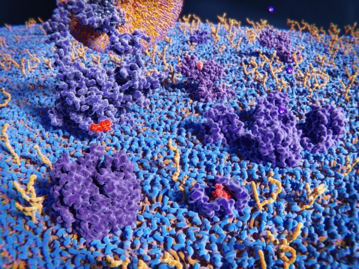 科学家发现颠覆性生物大分子glycorna:或是生物所共有