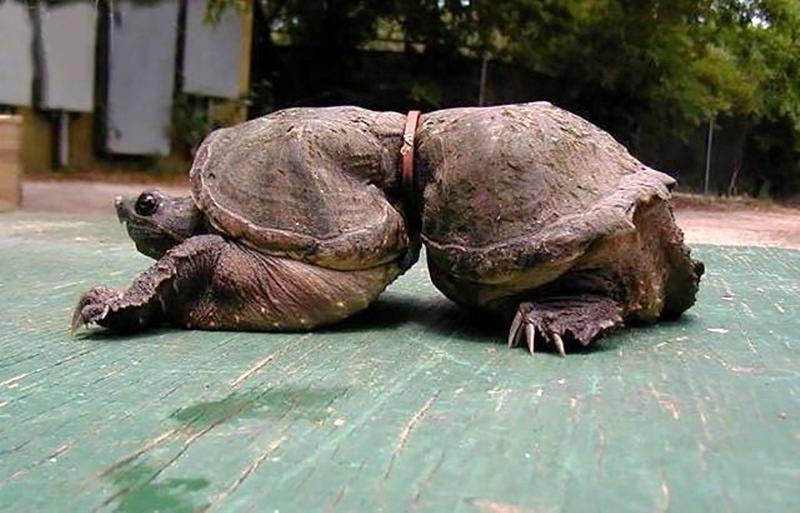 虽然细腰围在人类女性中风靡,但沙漏形并不是乌龟的理想之选.