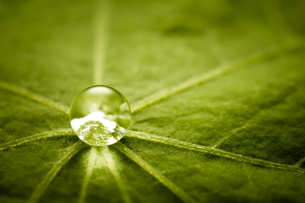 韦应物,《咏露珠》 a drop of dew on a lotus leaf in autumn