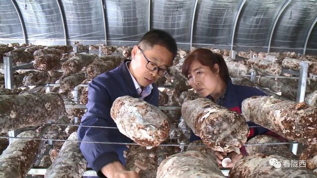 县农技中心农艺师 杨顺红:是因为棚里的这个通风见光度太少了.