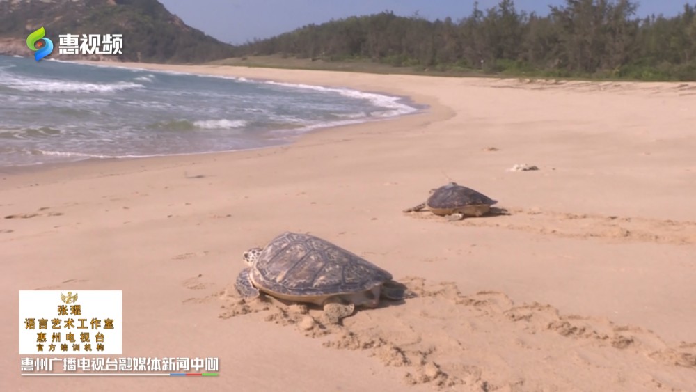 广东惠东海龟国家级自然保护区3只母龟组团生娃