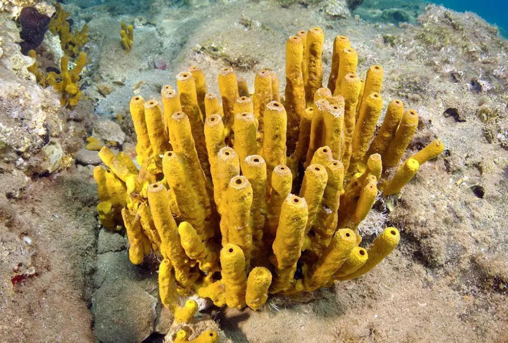 海底的海绵无法自己行走科学家错了通过自残海绵可以移动