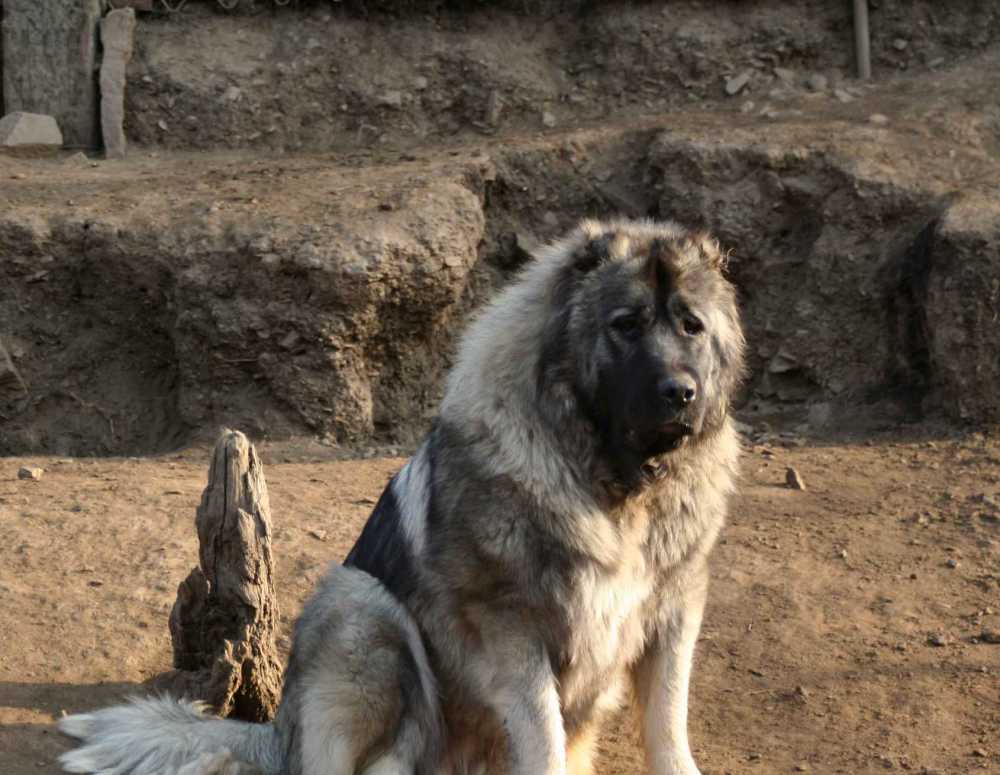 世界最大的犬科动物高加索犬,能够击败北美灰狼吗?