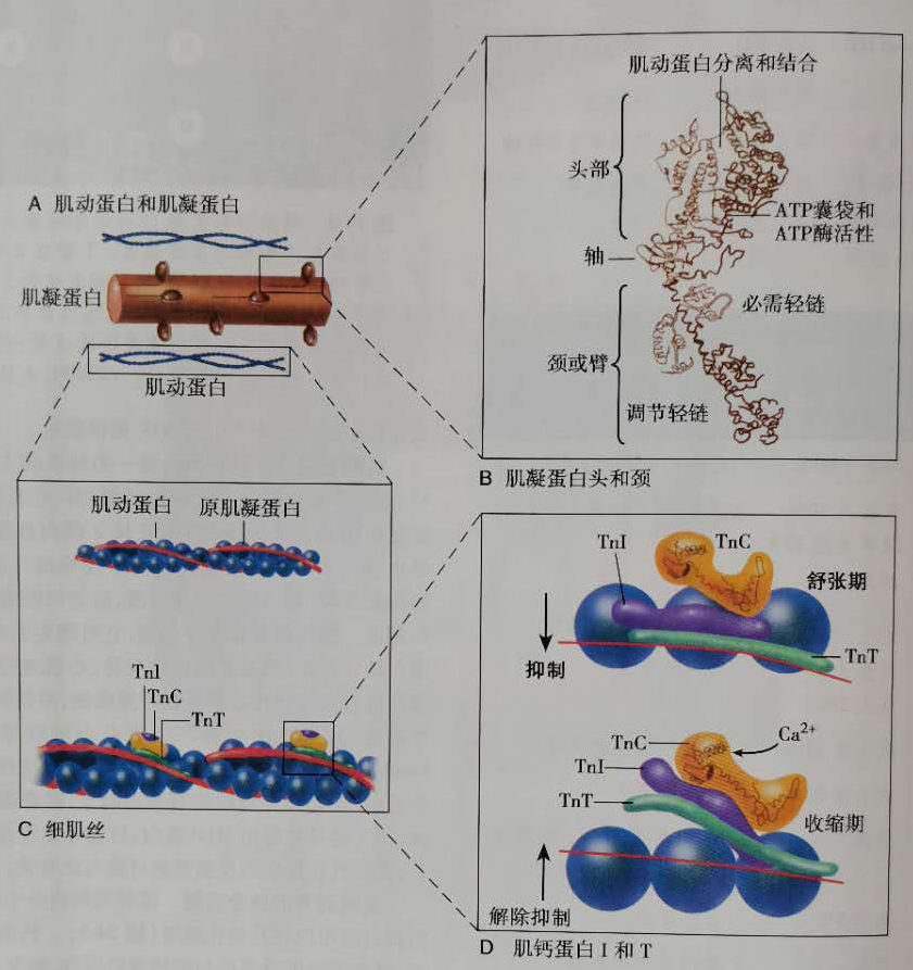 促使肌                    ,胞质内钙离子浓度升高将促进肌钙蛋白c与