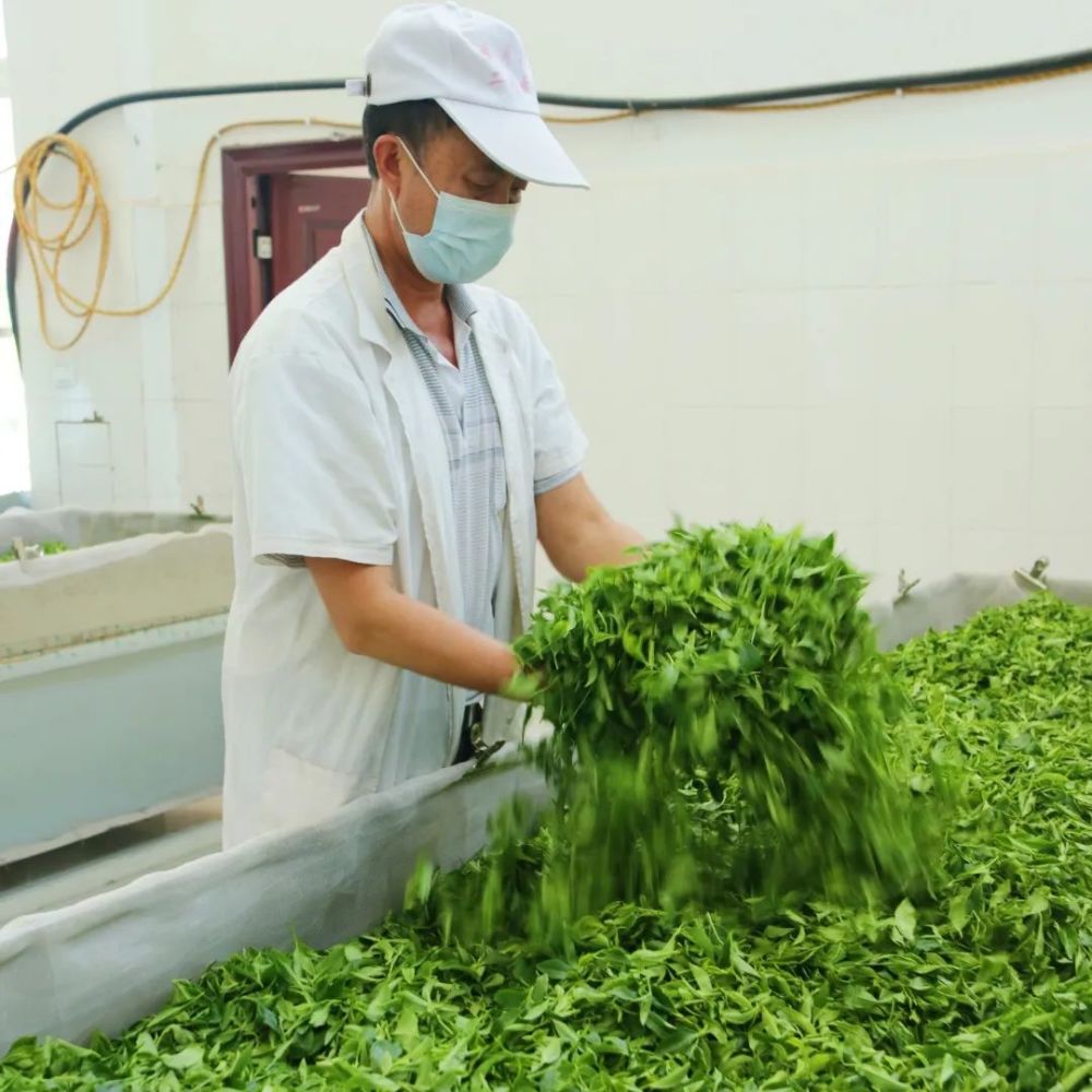 乡村振兴丨国胜乡:茶兴业 茶富民 片片绿茶变"金叶"