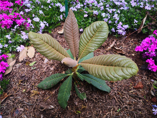 国际植物日|时报记者带你走进"植物王国"一睹云南植物