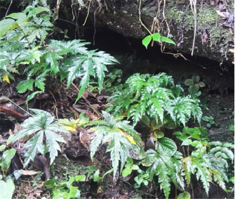 国际植物日|时报记者带你走进"植物王国"一睹云南植物