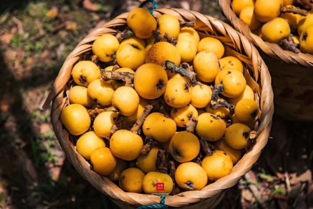 四时有佳果丨苏州枇杷,人间至味