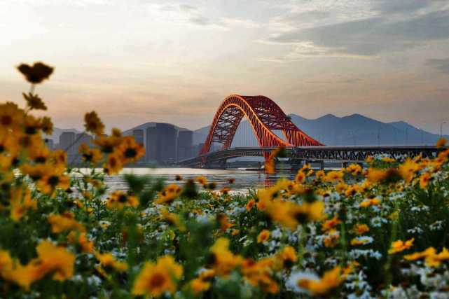 梅山湾花海烂漫