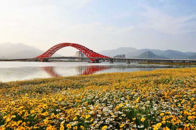 梅山湾花海烂漫