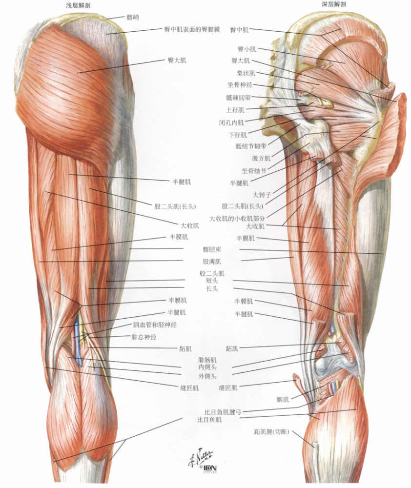 填图题髋肌和大腿肌的解剖后面观