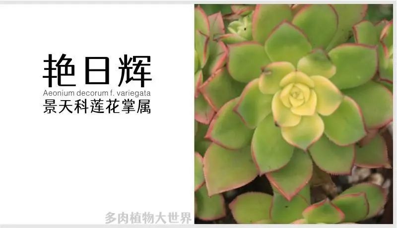 「艳日辉」景天科莲花掌属多肉植物,带锦多肉,易群生