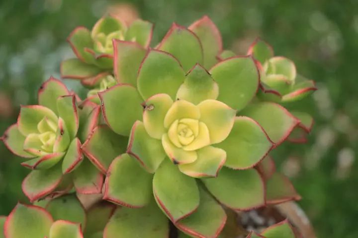 「艳日辉」景天科莲花掌属多肉植物,带锦多肉,易群生