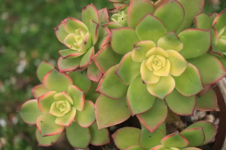 「艳日辉」景天科莲花掌属多肉植物,带锦多肉,易群生