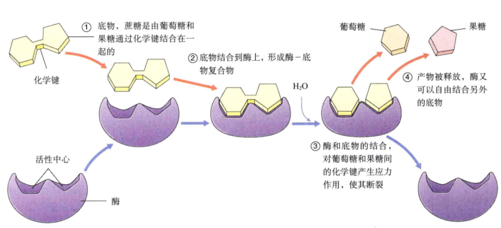 酶的作用机制