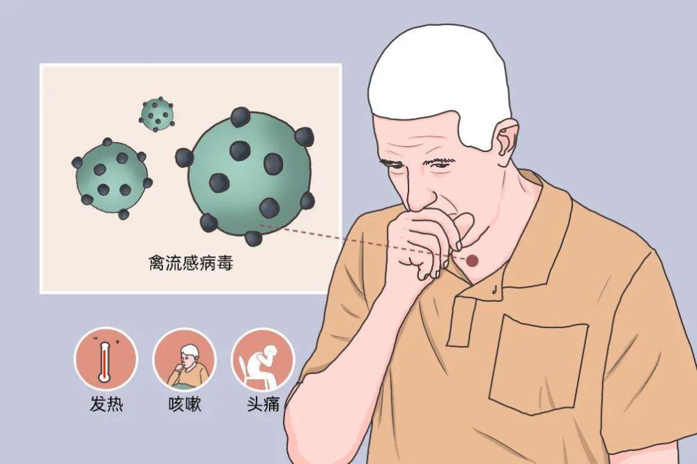 禽流感病毒属于甲型流感病毒,分为高致病性,中致病性,低致病性非致病