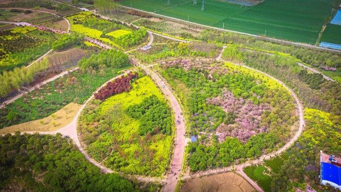 安徽宿州植物园,各色郁金香竞相开放,高处俯览,景色如画