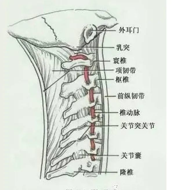 弹性纤维板从此处附着于枕外嵴的正中部,c1后结节和颈椎分叉突的内侧