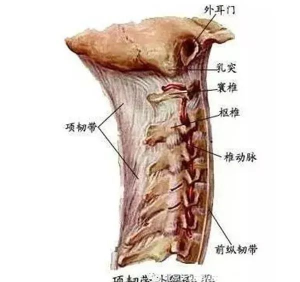 颈下部区域c6~7,项韧带浅层,腹侧部和背侧部不再清晰地分开,而是由来