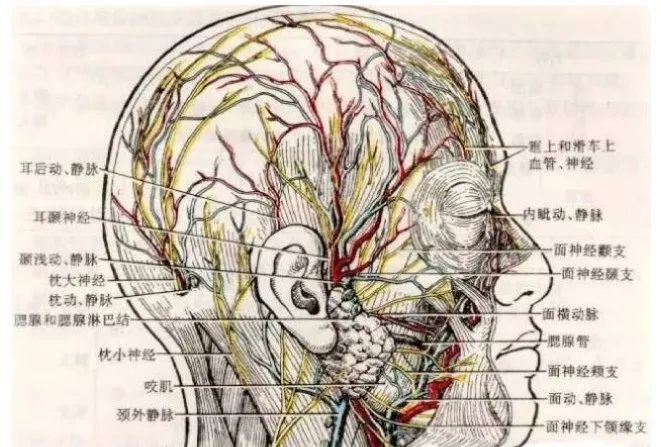 枕区软组织损害的临床表现