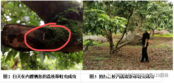 【种植宝典】荔枝果期蒂蛀虫如何防控?