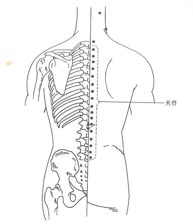 夹脊穴的准确位置:从第1胸椎至第5腰椎,棘突下两侧,旁开0.