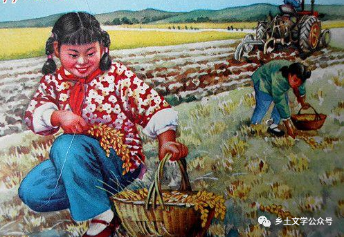 乡情散文:生产队里捡麦穗
