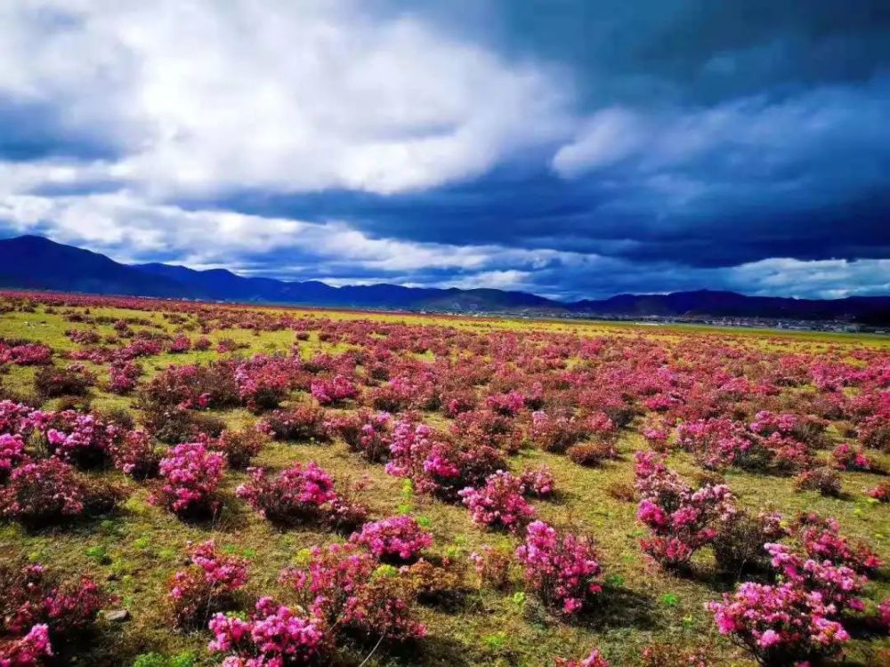 中国旅游日|香格里拉,已成花海!