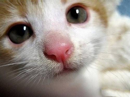 猫咪一个鼻孔流鼻涕