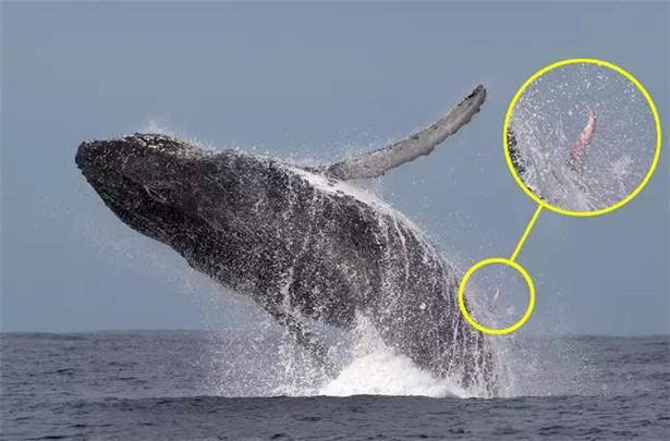 尼斯湖水怪大揭秘:照片中的"长脖子"实际上是鲸鱼的