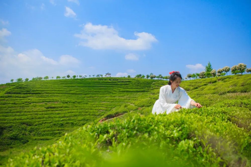 云峰山万亩茶园风景区(aaa)