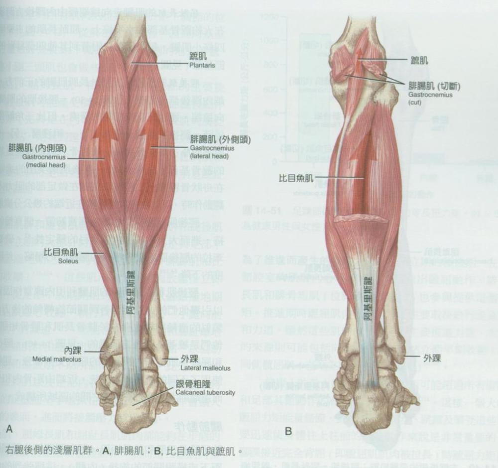 小腿号称人体第二颗心脏你知道如何锻炼吗这个方法很实用