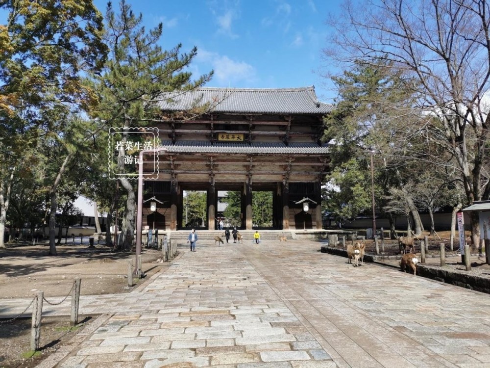 古色古香的日本奈良,一日游景点攻略懒人包,顺便来奈良公园撸鹿