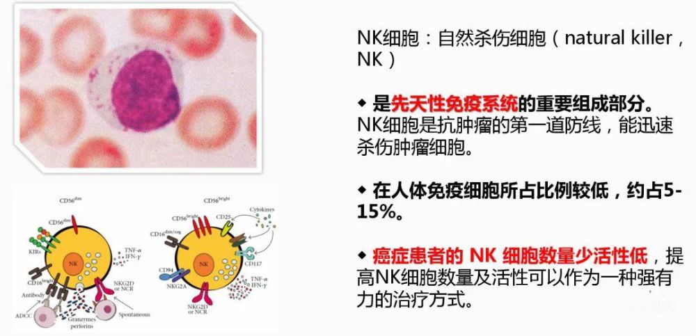 nk细胞与免疫机能,感染及癌症的关系