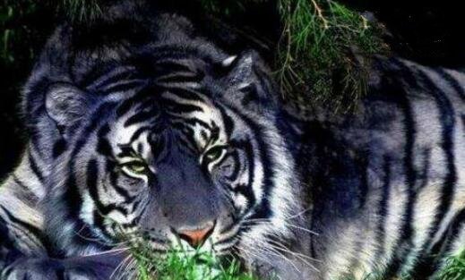 黑蓝虎灭绝了吗疑似在世界上消失匿迹传说动物