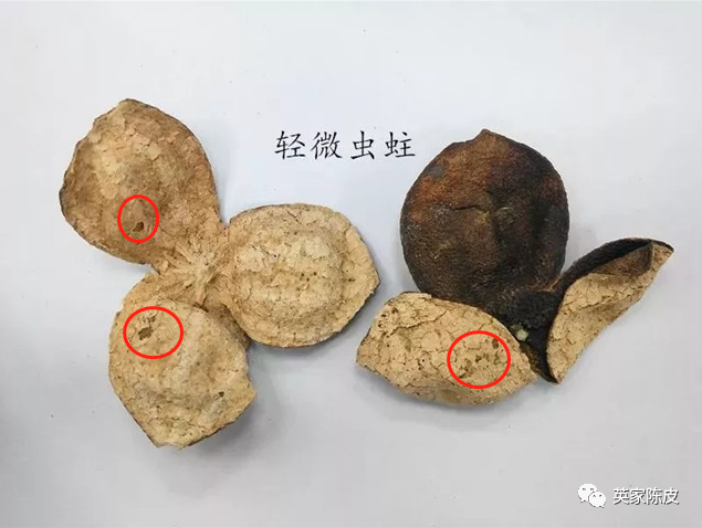 陈皮被虫蛀了该怎么办?还能吃吗?看这一篇就够了!——英家陈皮