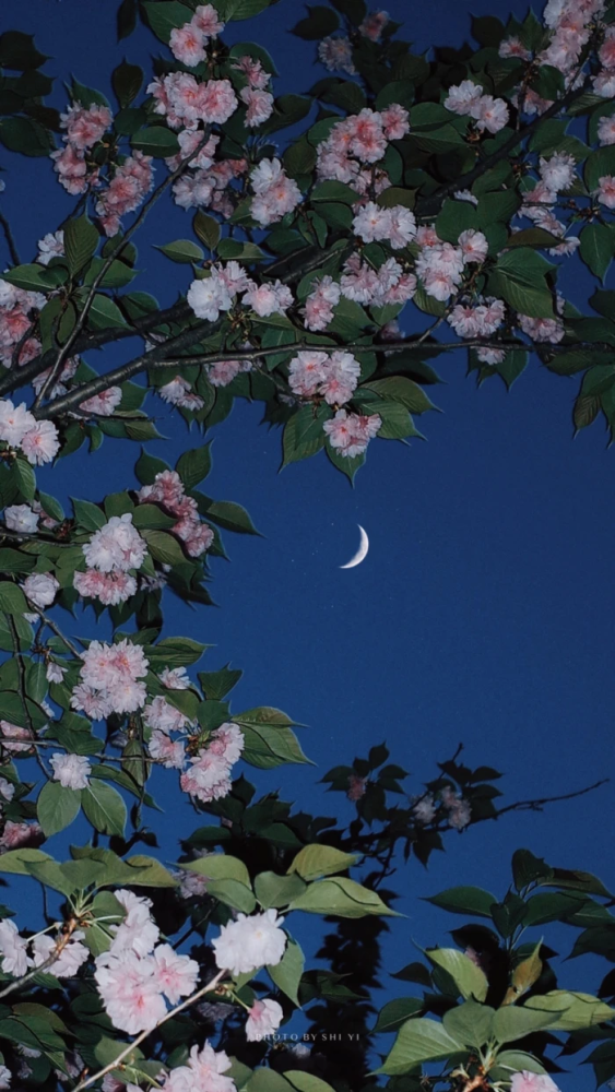 花主题治愈系壁纸:一花一世界