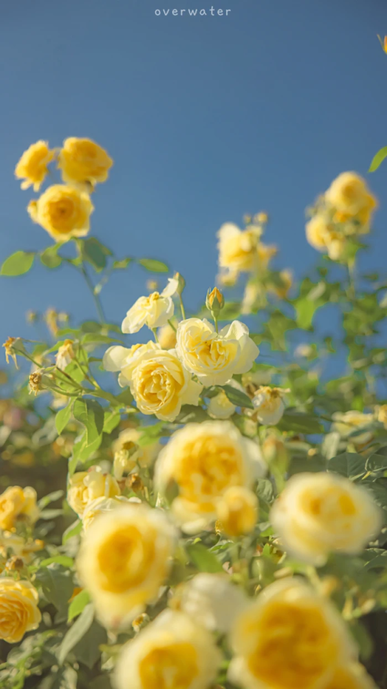 花主题治愈系壁纸:一花一世界