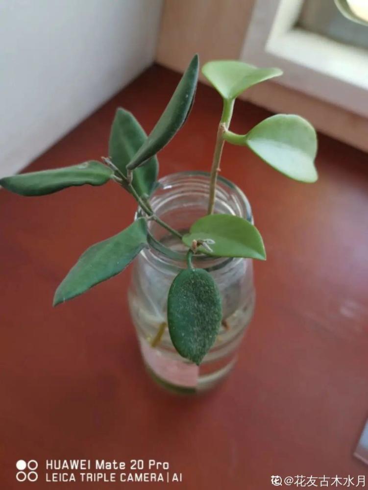 球兰这花特耐阴,光不好也能爬满墙,年年开花年年香!