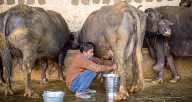 把牛当神一样供养的印度,为何要把他们的"神牛"卖给中国人吃?